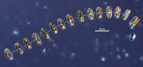 EOS - Phytoplankton Encyclopedia Project