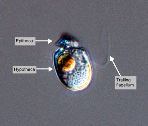 EOS - Phytoplankton Encyclopedia Project